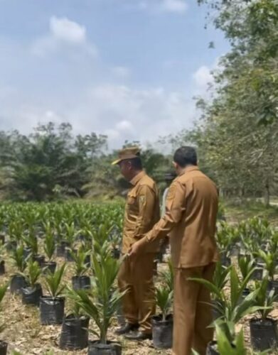 Bupati Kampar Tinjau UPT Balai Benih, Pastikan Bibit Unggul Siap Dorong Kemajuan Perkebunan Daerah